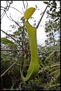 Planta carnívora Borneo